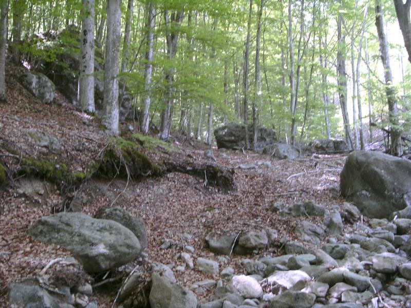 326 Soulige Waldabfahrt.JPG